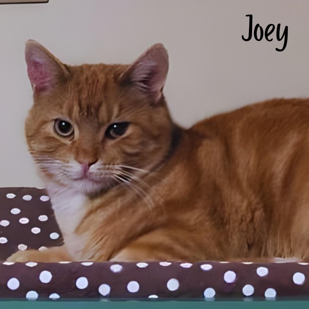 Joey , ADOPTABLE, Adult Male Domestic Short Hair.