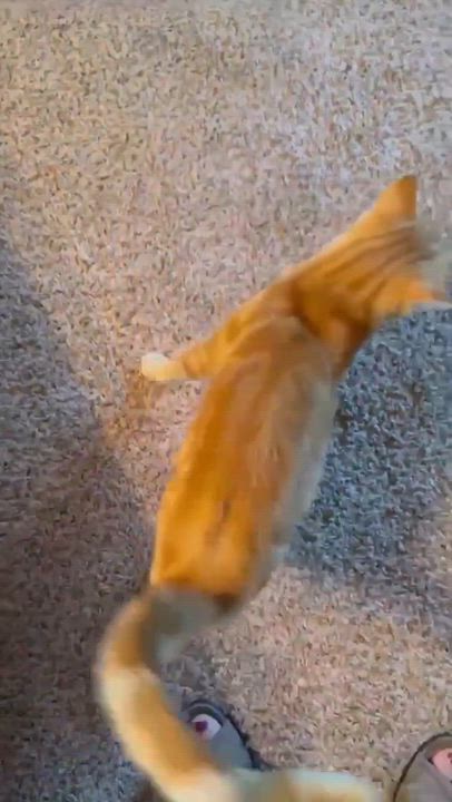 Enlarge Joey , a ADOPTABLE mixed breed in Janesville, WI video 2/2