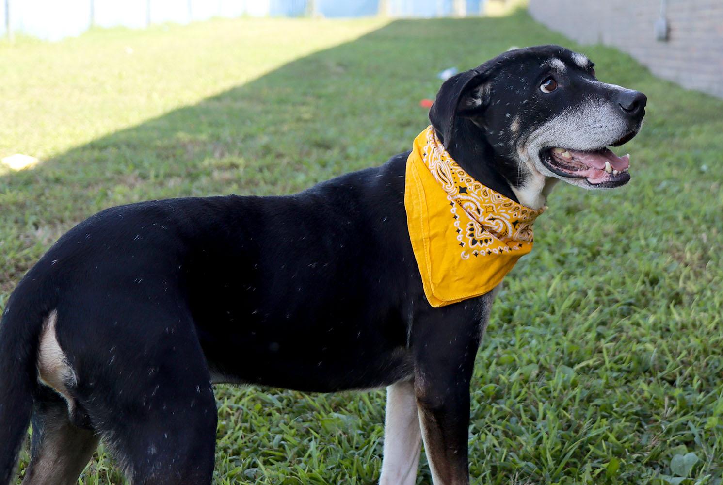 Enlarge Gelato (AO37283), a Adoptable mixed breed in Kansas City, KS image 4/6