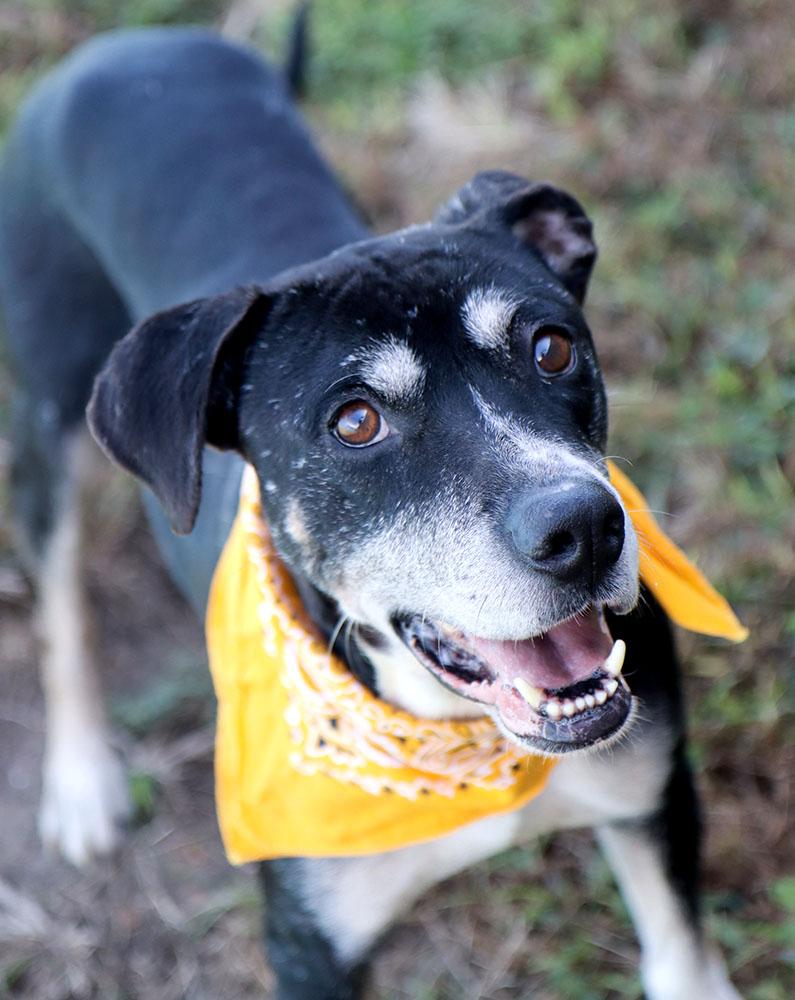 Enlarge Gelato (AO37283), a Adoptable mixed breed in Kansas City, KS image 6/6