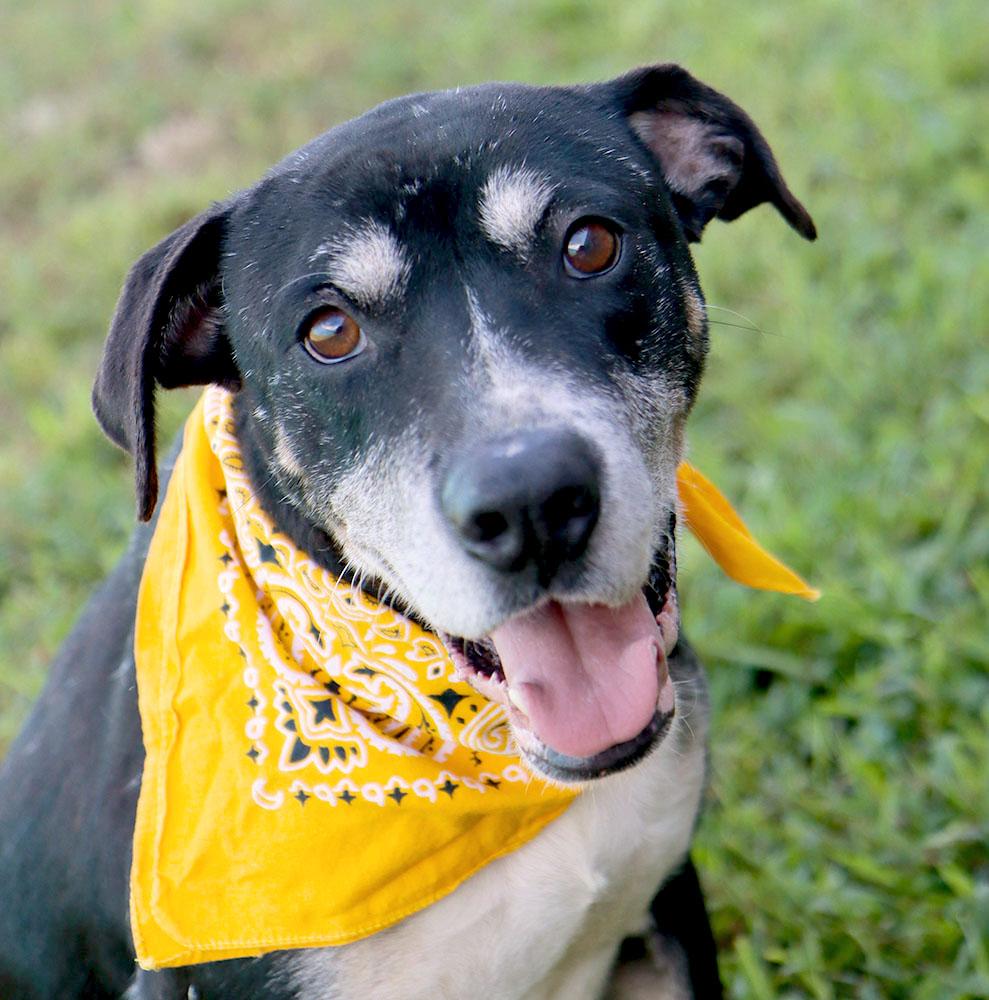 Gelato (AO37283), Adoptable, Adult Male Rottweiler.