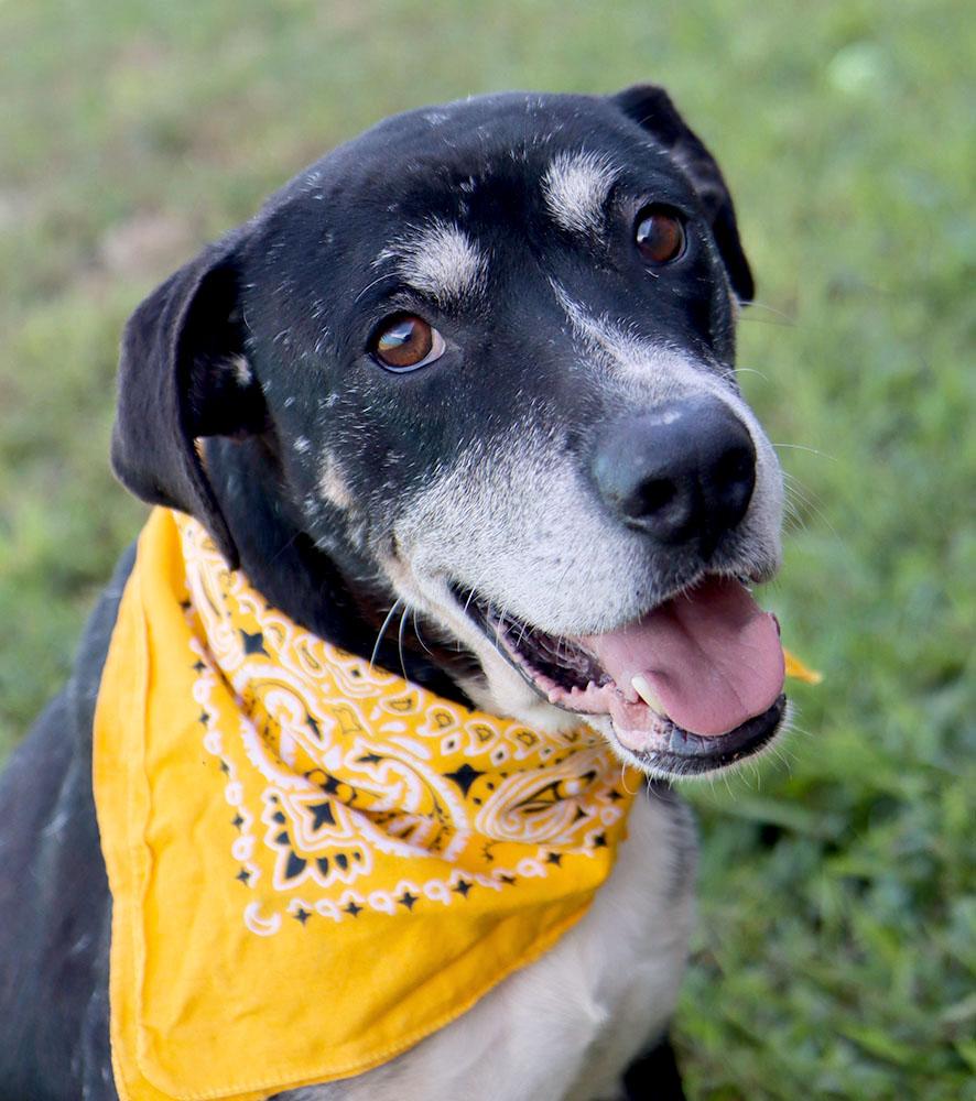 Enlarge Gelato (AO37283), a Adoptable mixed breed in Kansas City, KS image 5/6