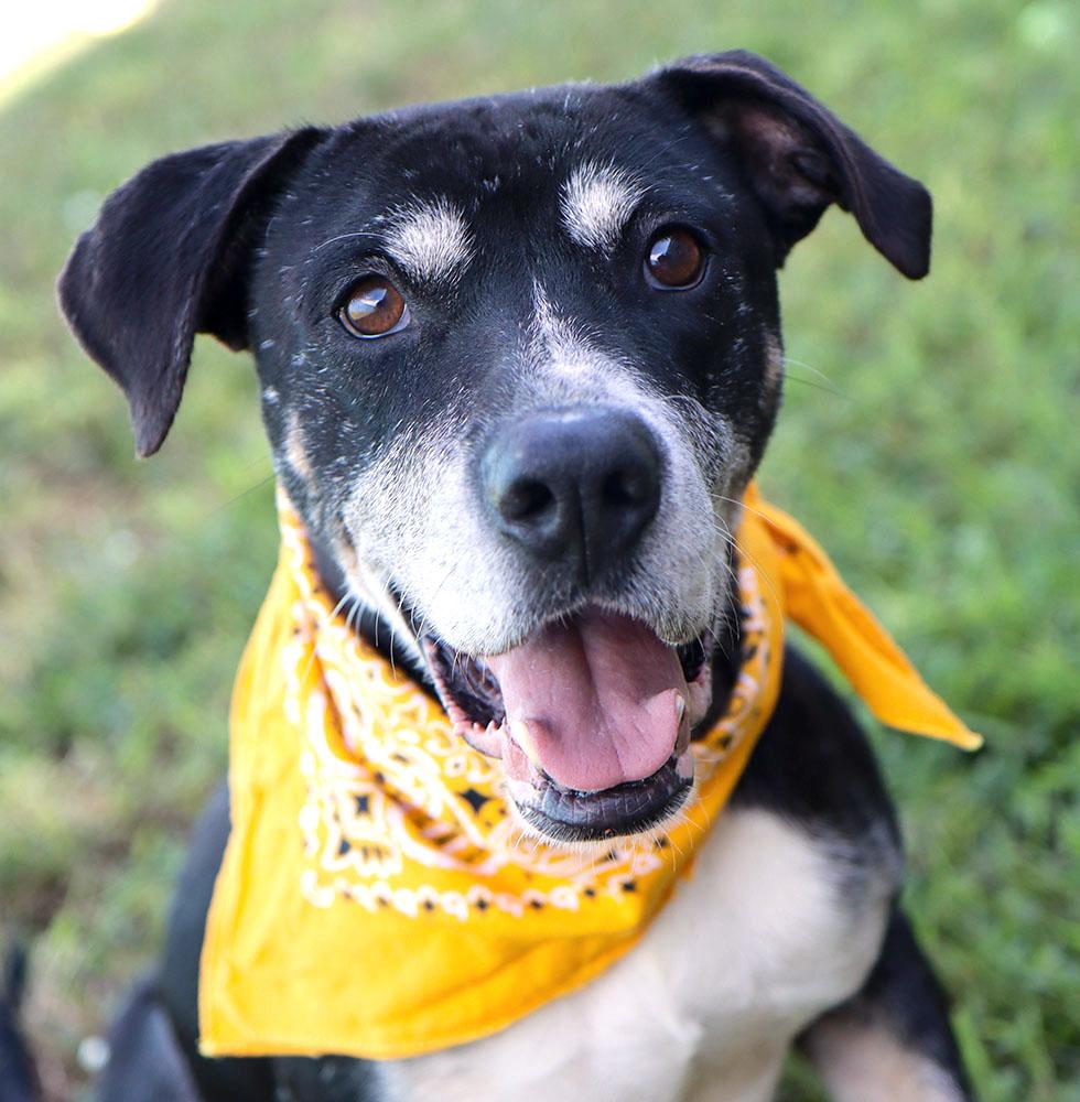 Enlarge Gelato (AO37283), a Adoptable mixed breed in Kansas City, KS image 3/6