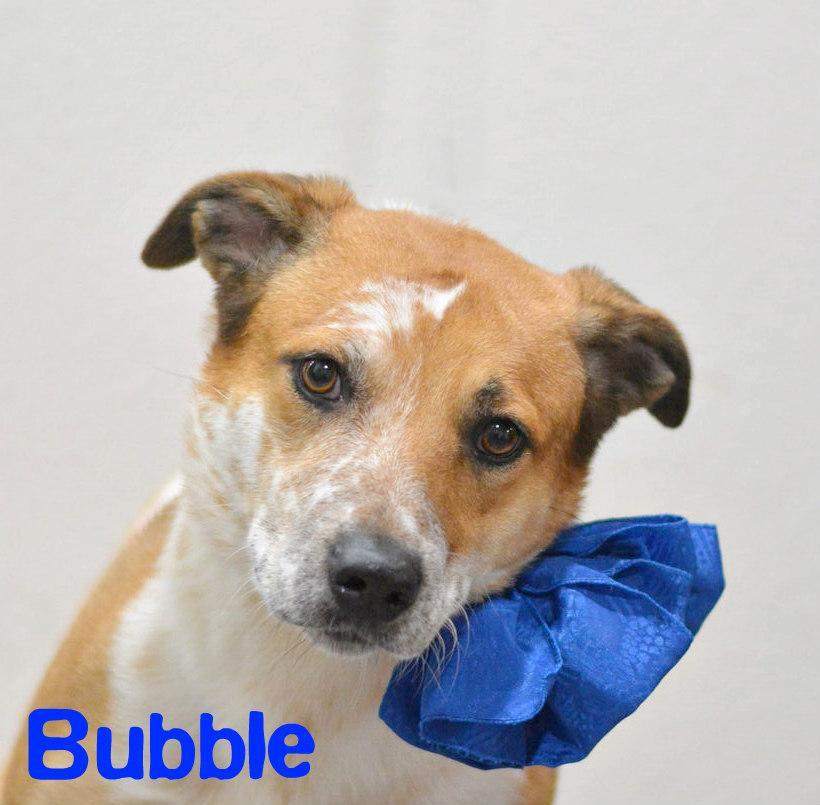 Enlarge Bubble, a Adoptable mixed breed in Lake Havasu City, AZ image 1/1
