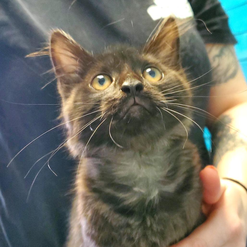 Enlarge Zoey, a Adoptable Domestic Long Hair in PITTSBURGH, PA image 1/1