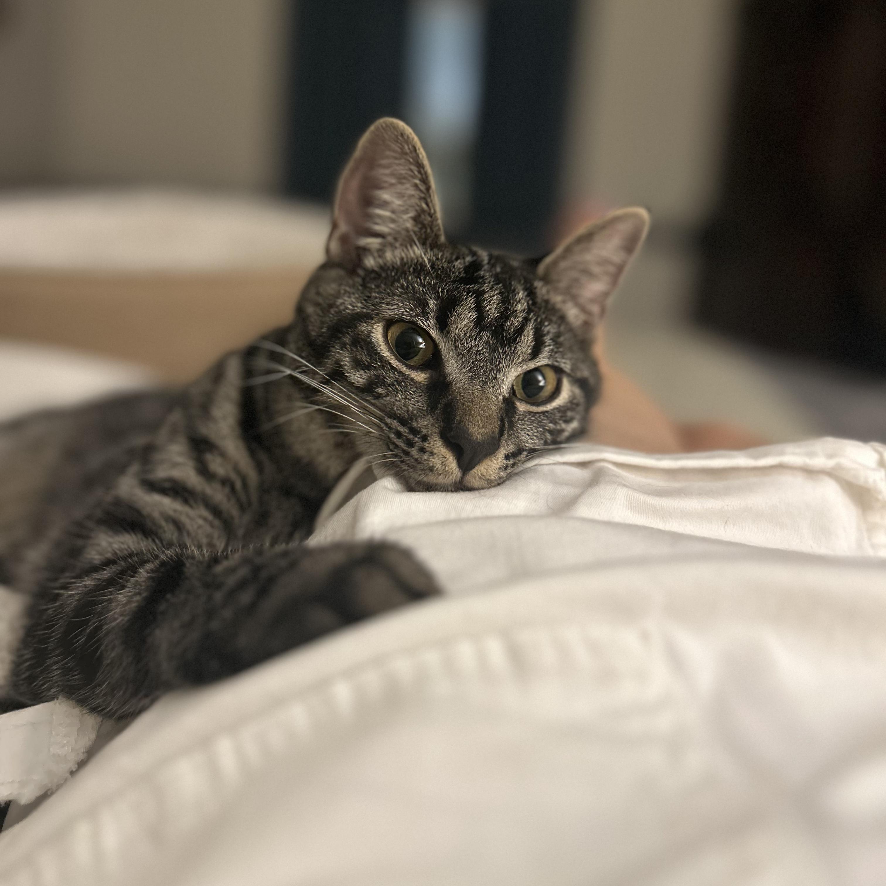 Cubbie, Adoptable, Young Male Tabby.