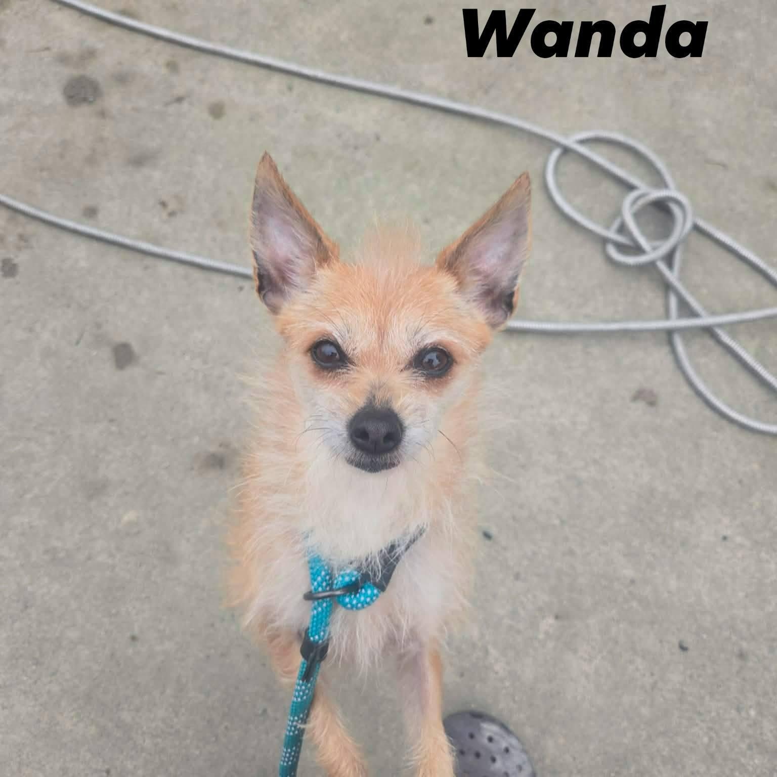 Enlarge Wanda, an adopted mixed breed in Concord, CA image 1/2
