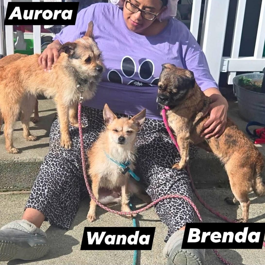Enlarge Wanda, an adopted mixed breed in Concord, CA image 2/2