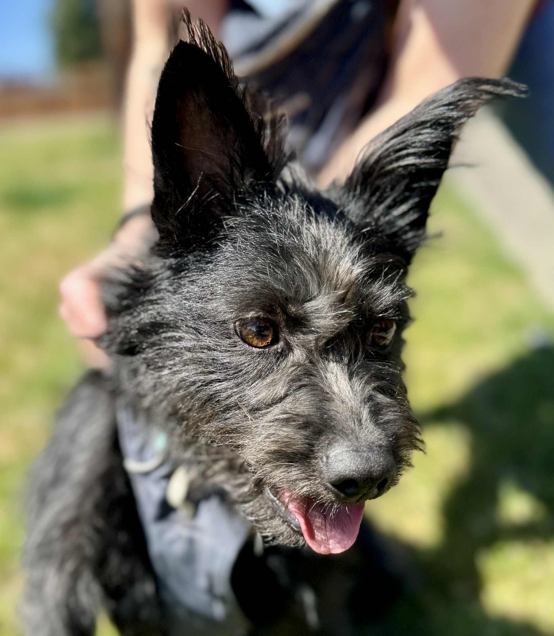 Enlarge Jenzie, a ADOPTABLE mixed breed in Covington, WA image 5/6