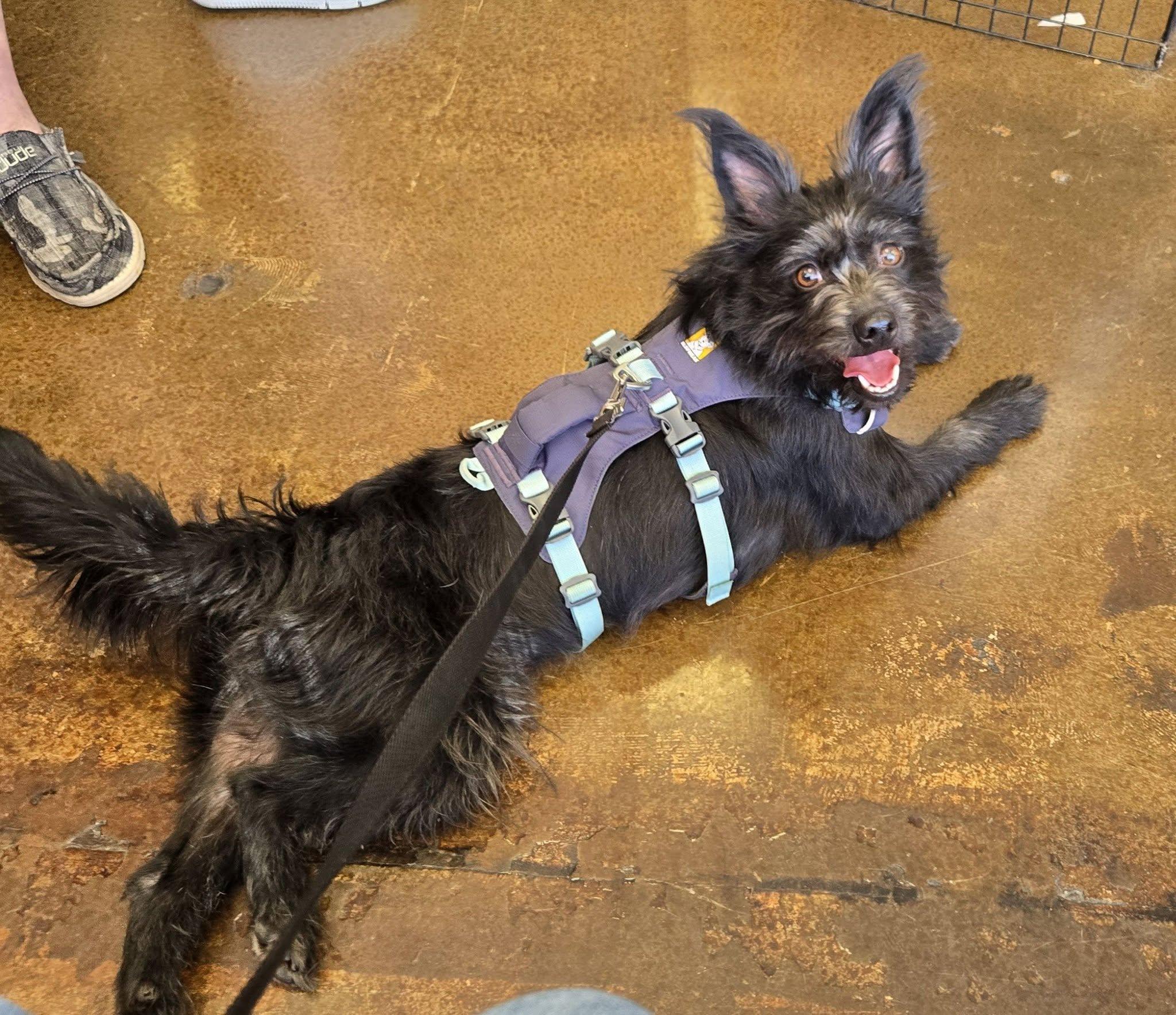 Enlarge Jenzie, a ADOPTABLE mixed breed in Covington, WA image 6/6