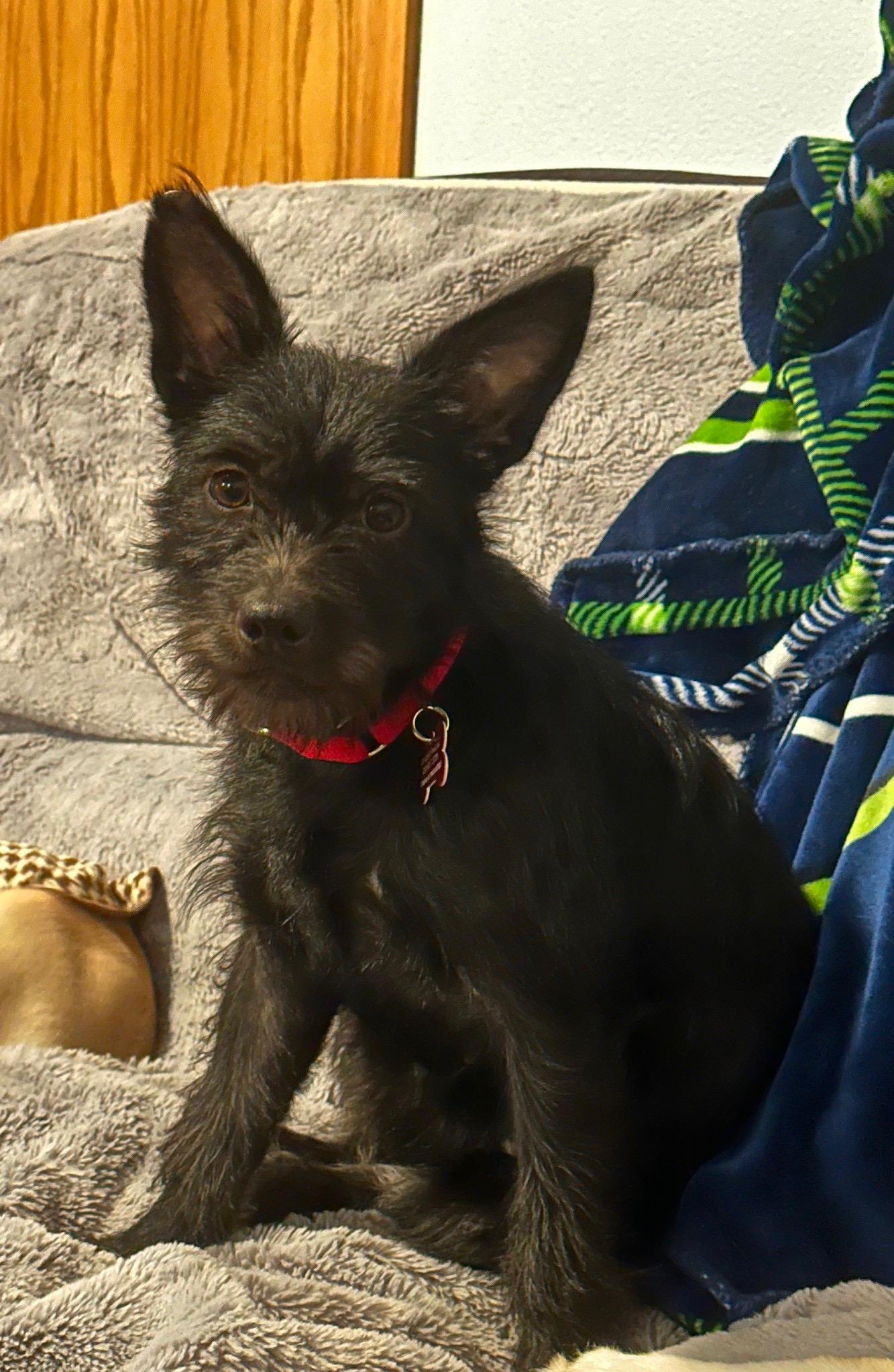 Enlarge Jenzie, a ADOPTABLE mixed breed in Covington, WA image 3/6