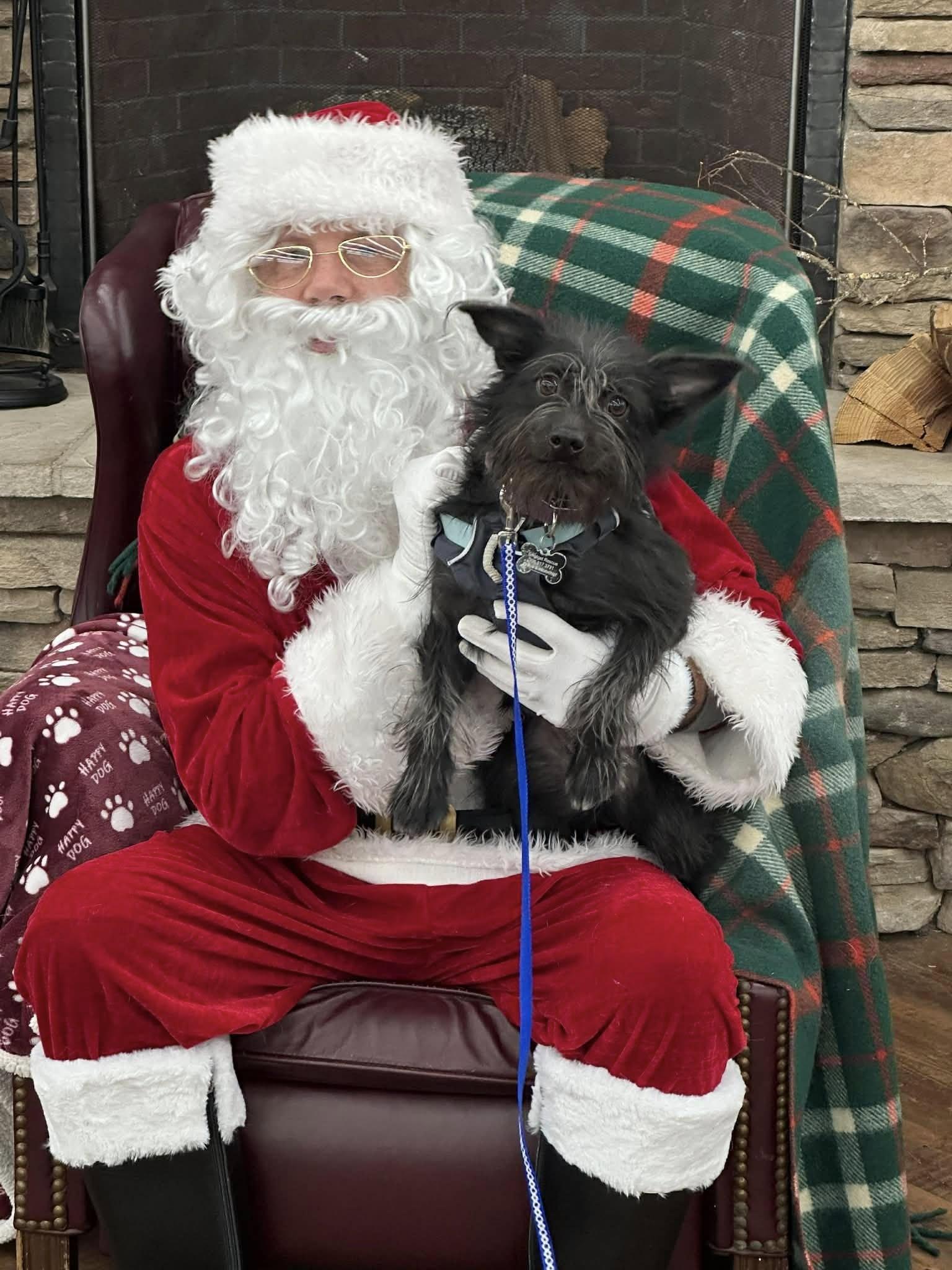 Enlarge Jenzie, a ADOPTABLE mixed breed in Covington, WA image 2/6