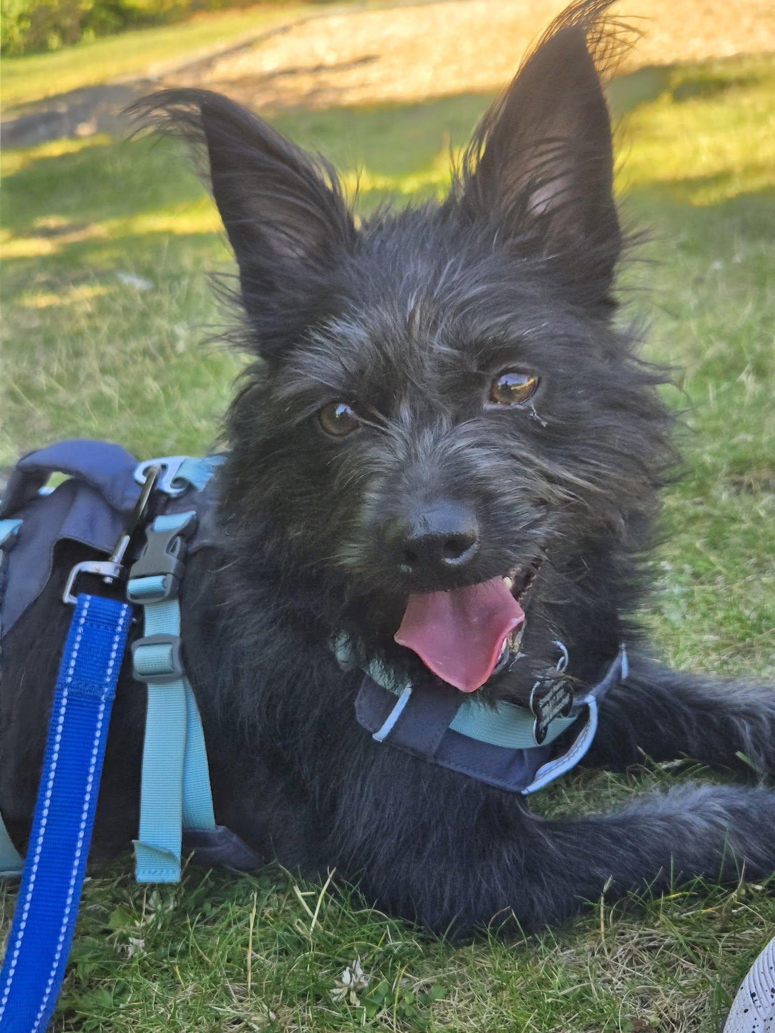 Enlarge Jenzie, a ADOPTABLE mixed breed in Covington, WA image 1/6