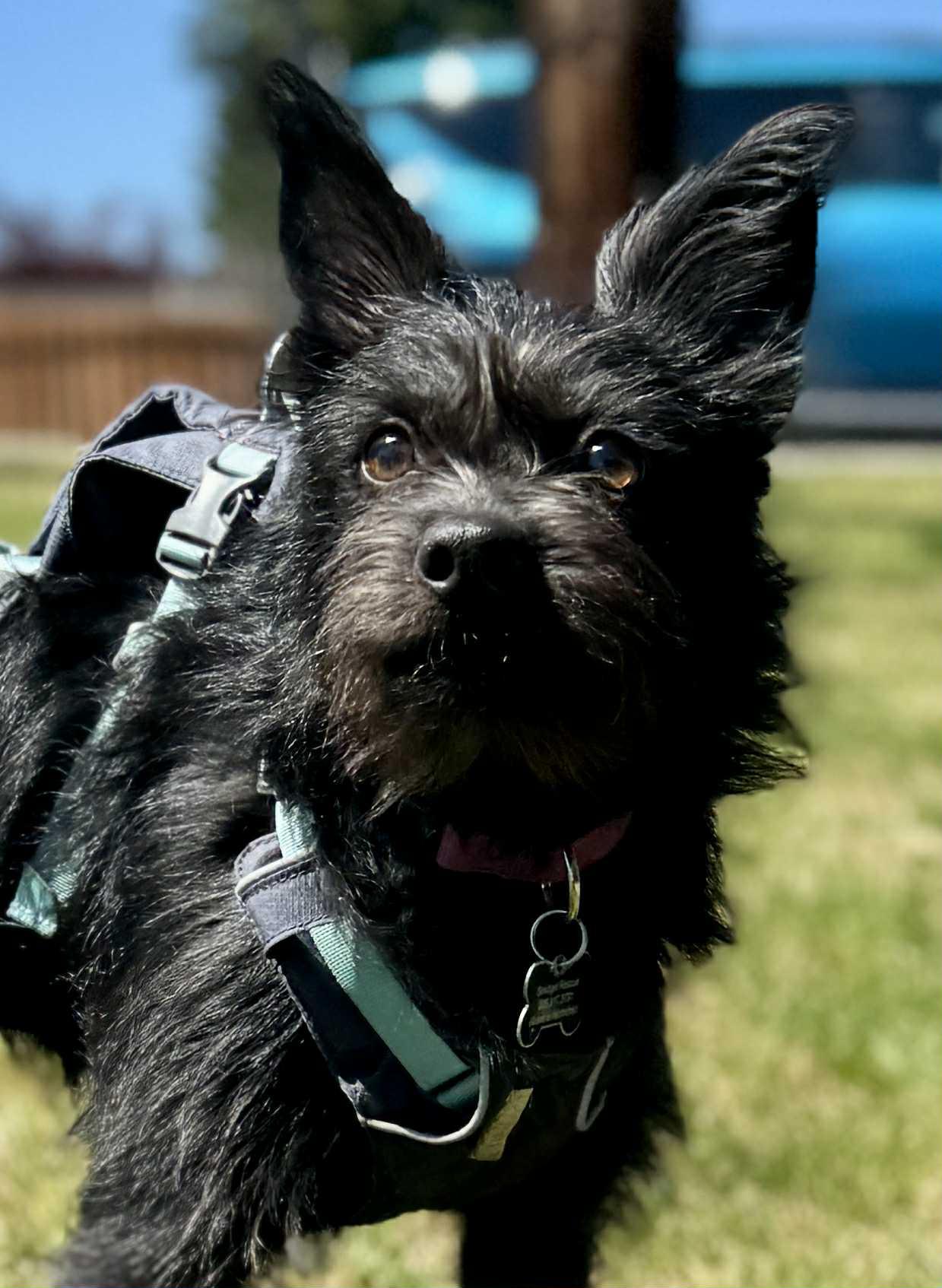 Enlarge Jenzie, a ADOPTABLE mixed breed in Covington, WA image 4/6