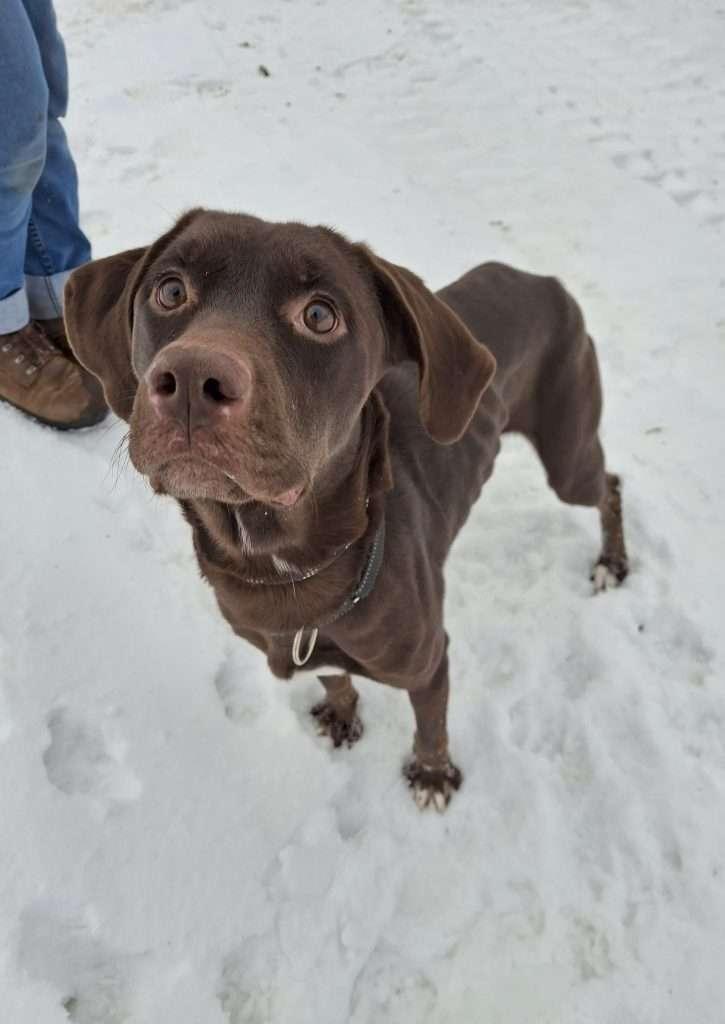 Enlarge LICORICE, a ADOPTABLE Domestic Short Hair in Ironwood, MI image 1/6