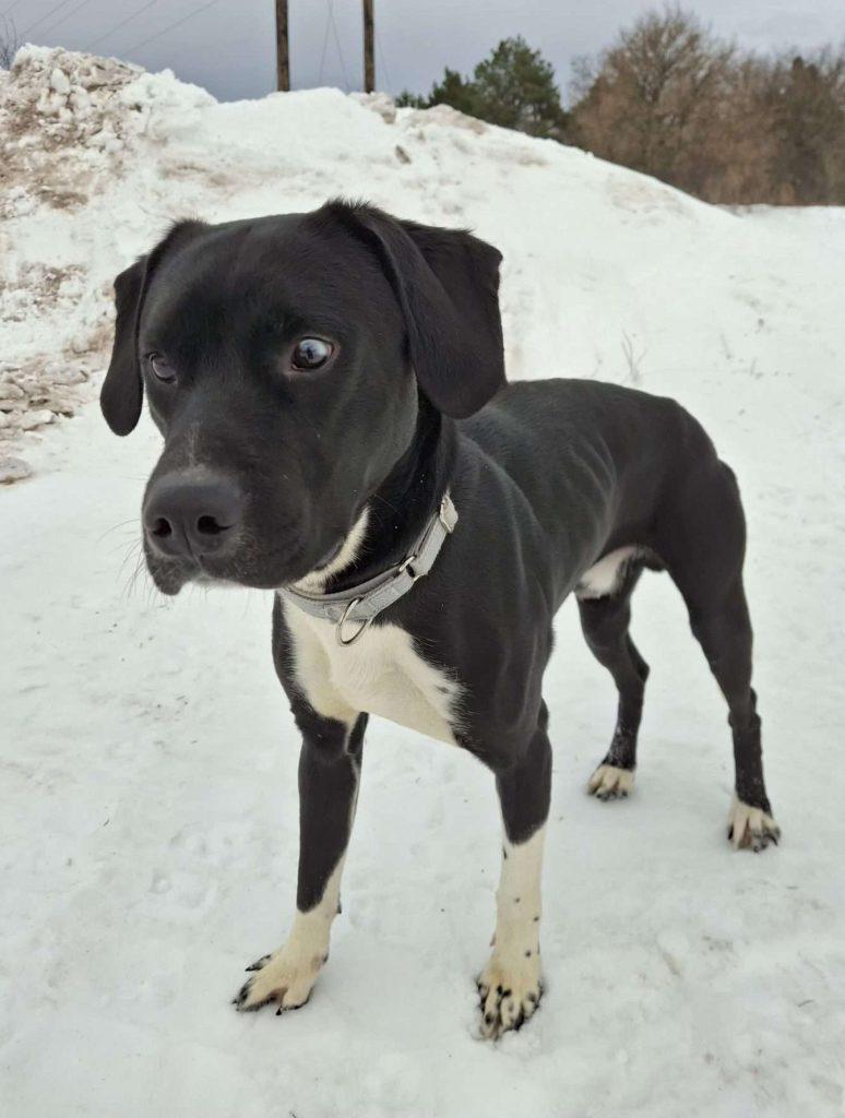 Enlarge LICORICE, a ADOPTABLE Domestic Short Hair in Ironwood, MI image 2/6