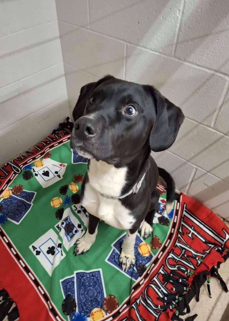 Enlarge LICORICE, a ADOPTABLE Domestic Short Hair in Ironwood, MI image 5/6