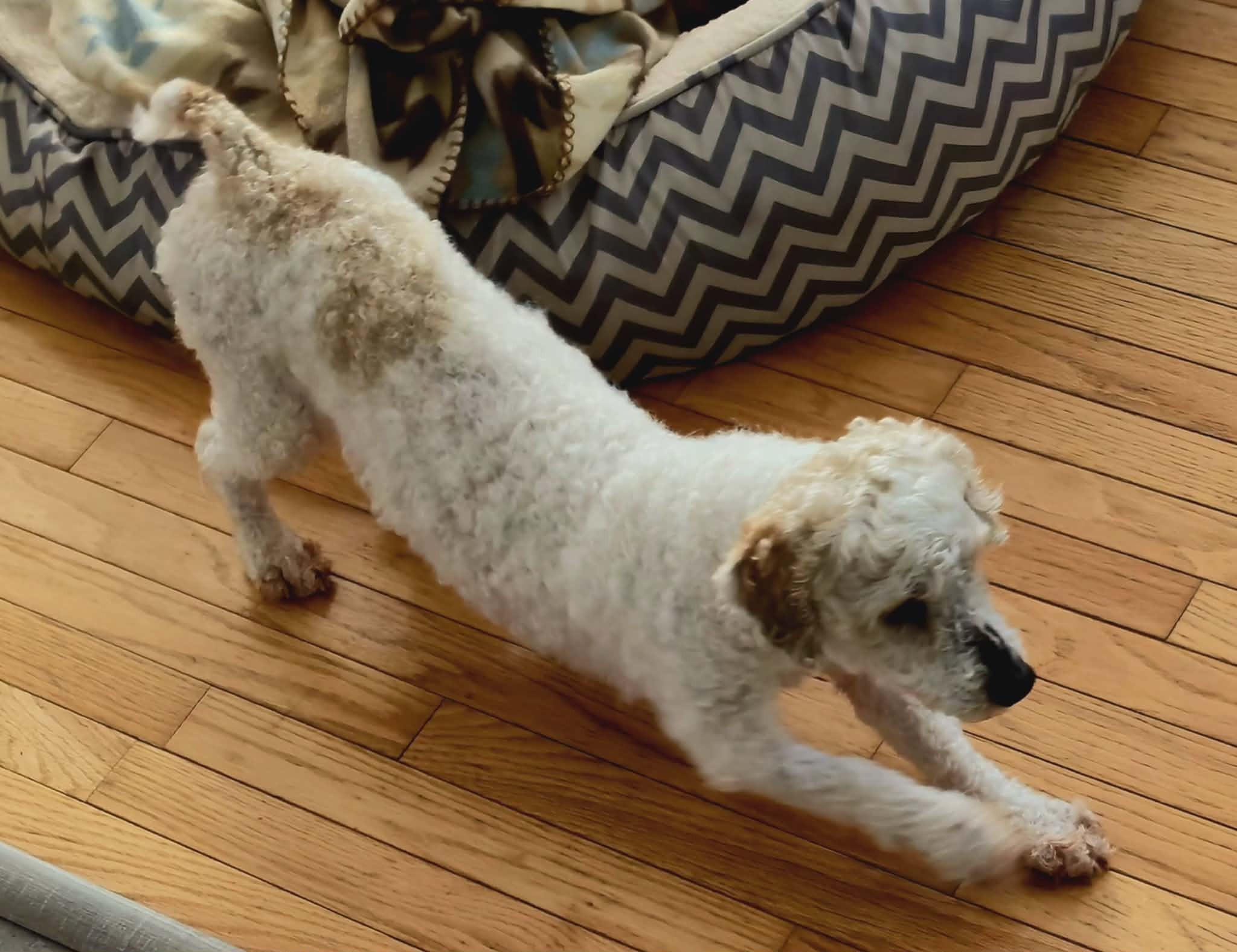 Enlarge Reuben, a ADOPTABLE mixed breed in Calgary, AB image 2/6