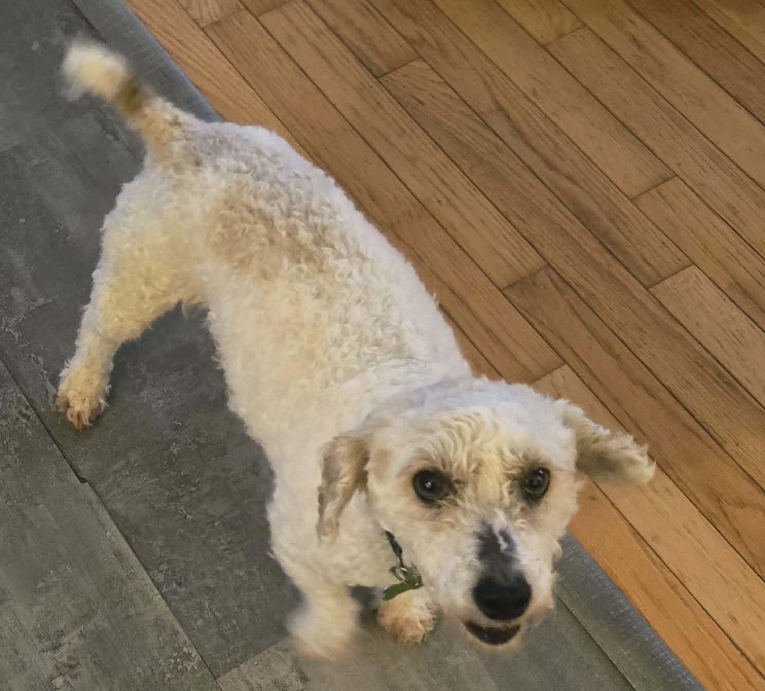 Enlarge Reuben, a ADOPTABLE mixed breed in Calgary, AB image 6/6