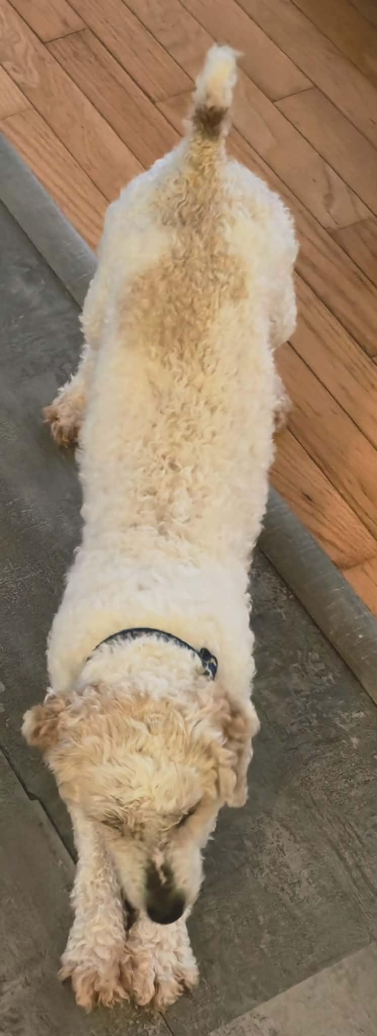 Enlarge Reuben, a ADOPTABLE mixed breed in Calgary, AB image 5/6