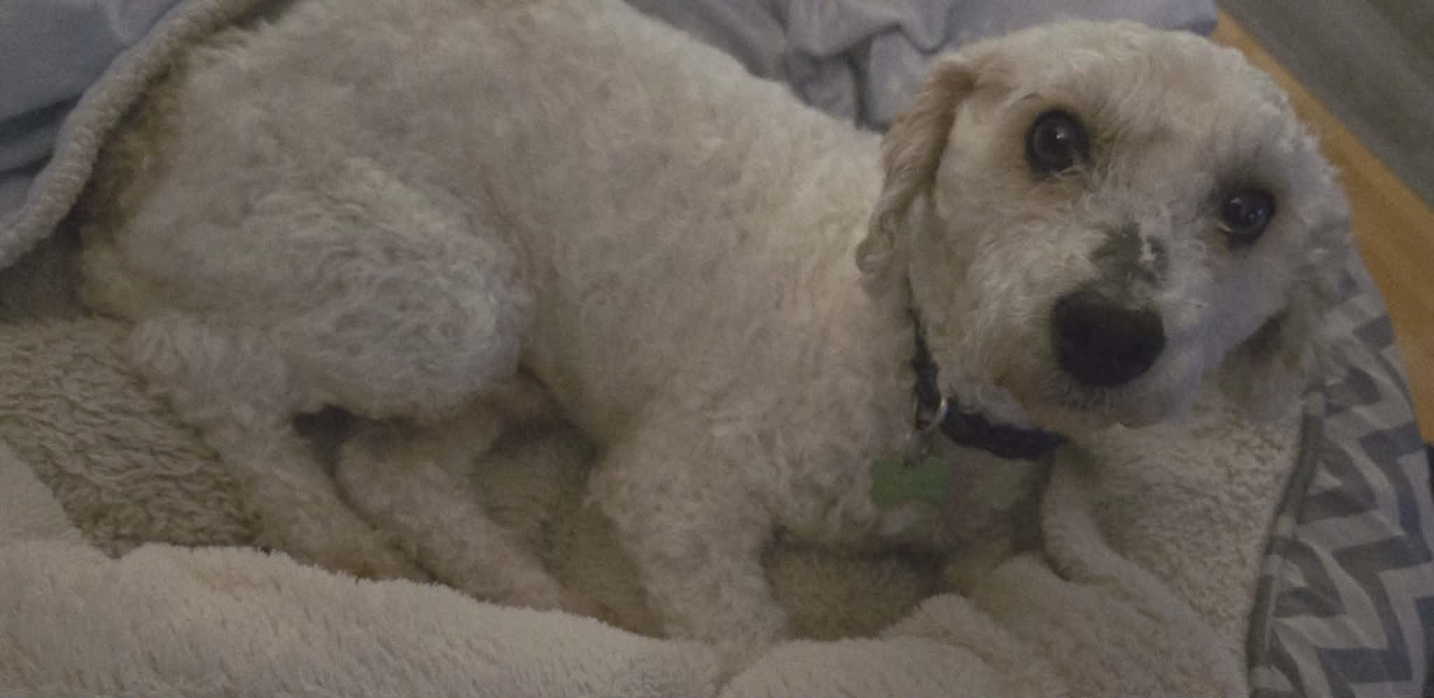 Reuben, ADOPTABLE, Adult Male Poodle.