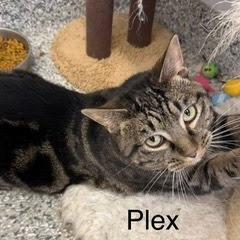 Plex, Adoptable, Adult Female Domestic Short Hair.