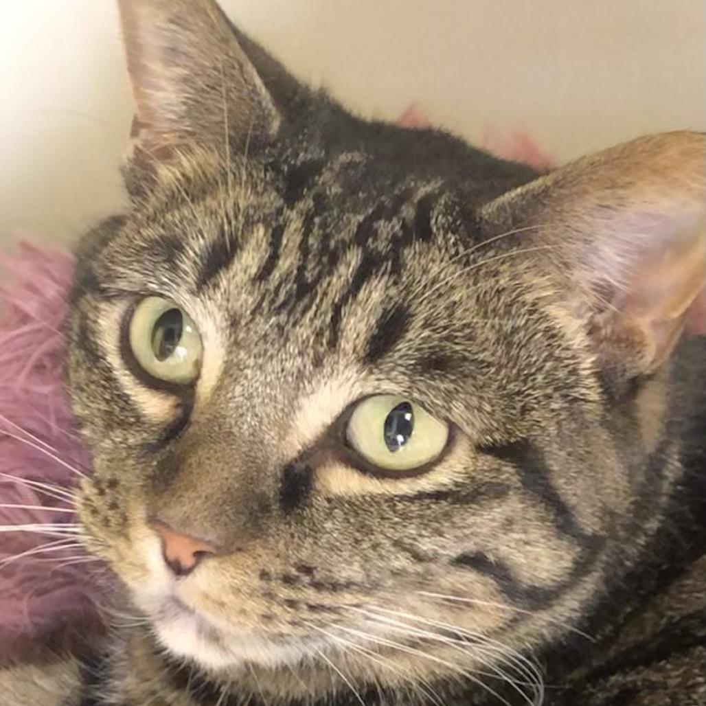 Enlarge Plex, a Adoptable Domestic Short Hair in Kingman, KS image 2/2