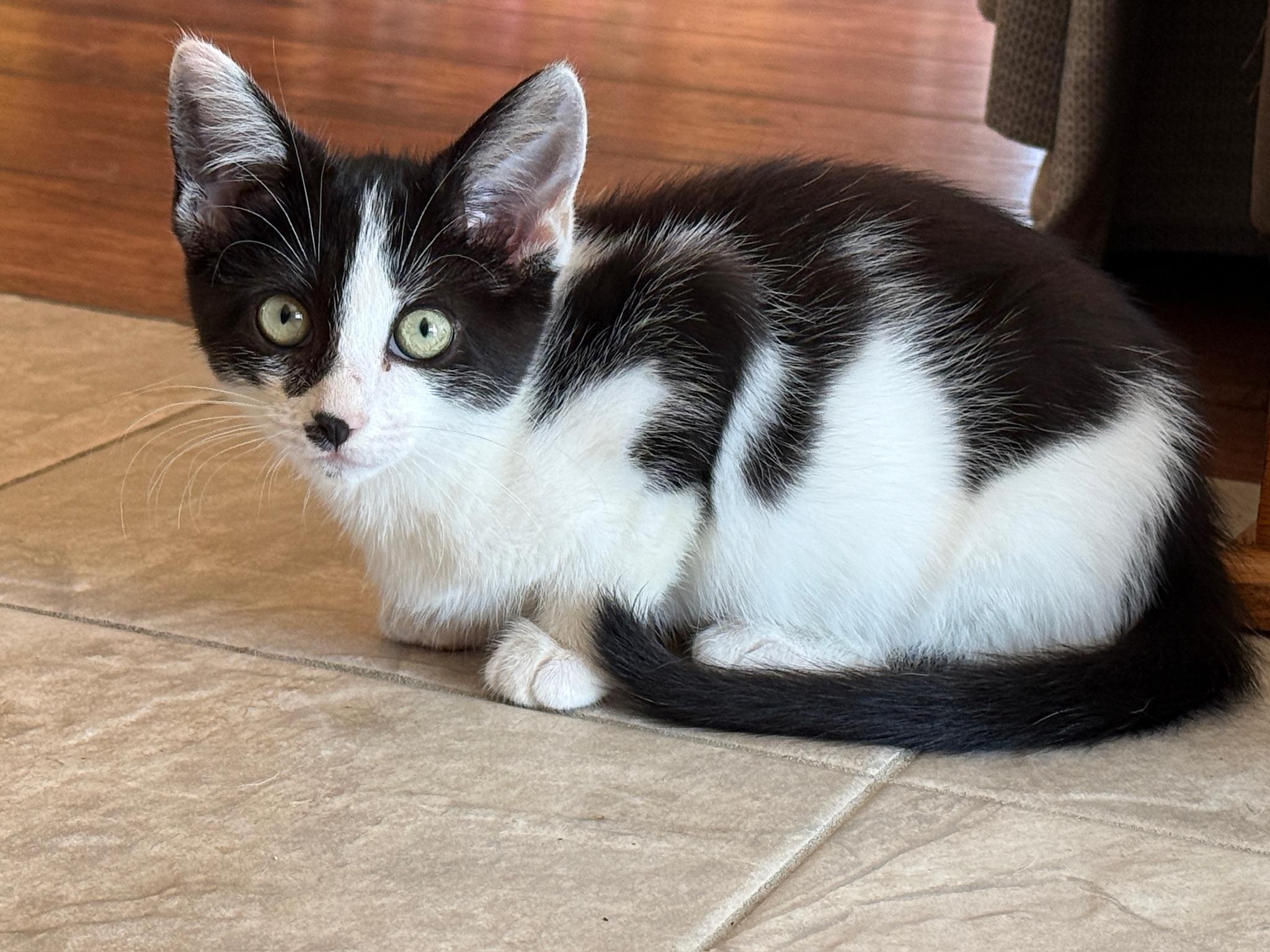 Oreo McFlurry, ADOPTABLE, Kitten Female Domestic Short Hair.