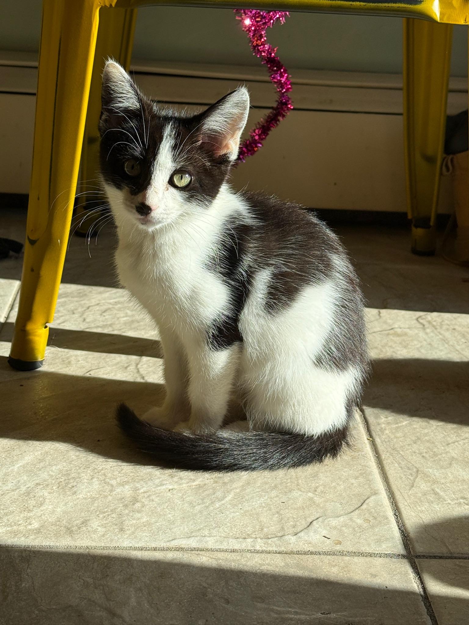 Enlarge Oreo McFlurry, a ADOPTABLE Domestic Short Hair in Hartville, OH image 2/6