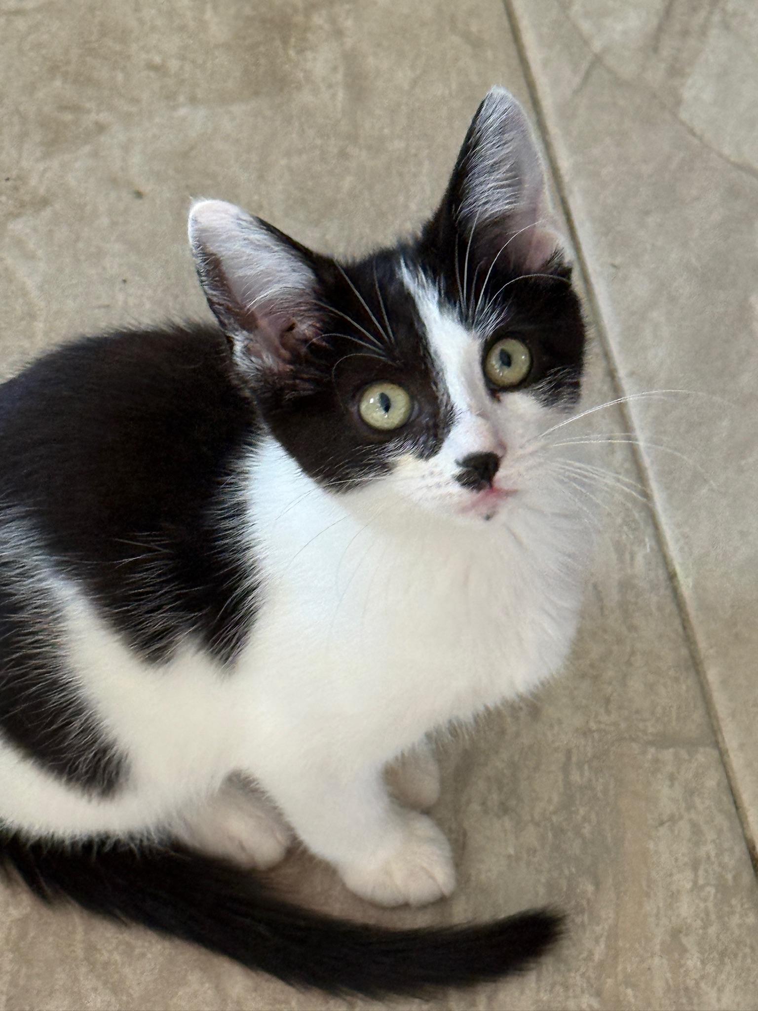 Enlarge Oreo McFlurry, a ADOPTABLE Domestic Short Hair in Hartville, OH image 3/6