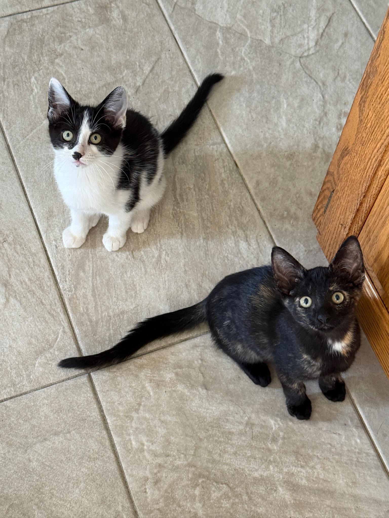 Enlarge Oreo McFlurry, a ADOPTABLE Domestic Short Hair in Hartville, OH image 5/6