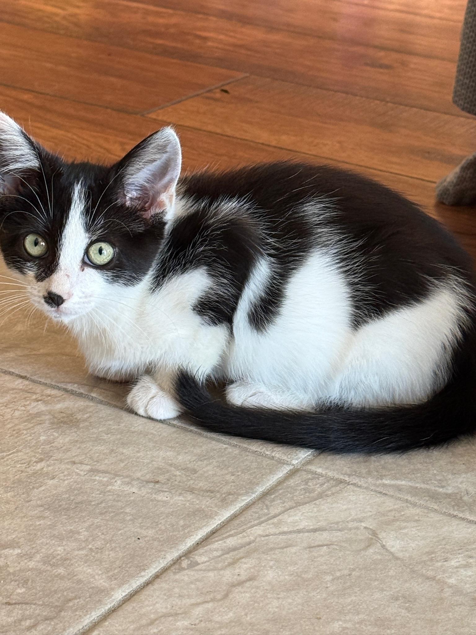 Enlarge Oreo McFlurry, a ADOPTABLE Domestic Short Hair in Hartville, OH image 6/6