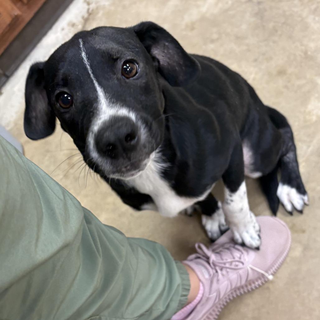 Tatum-100601U, Adoptable, Puppy Female Border Collie & Mixed Breed.