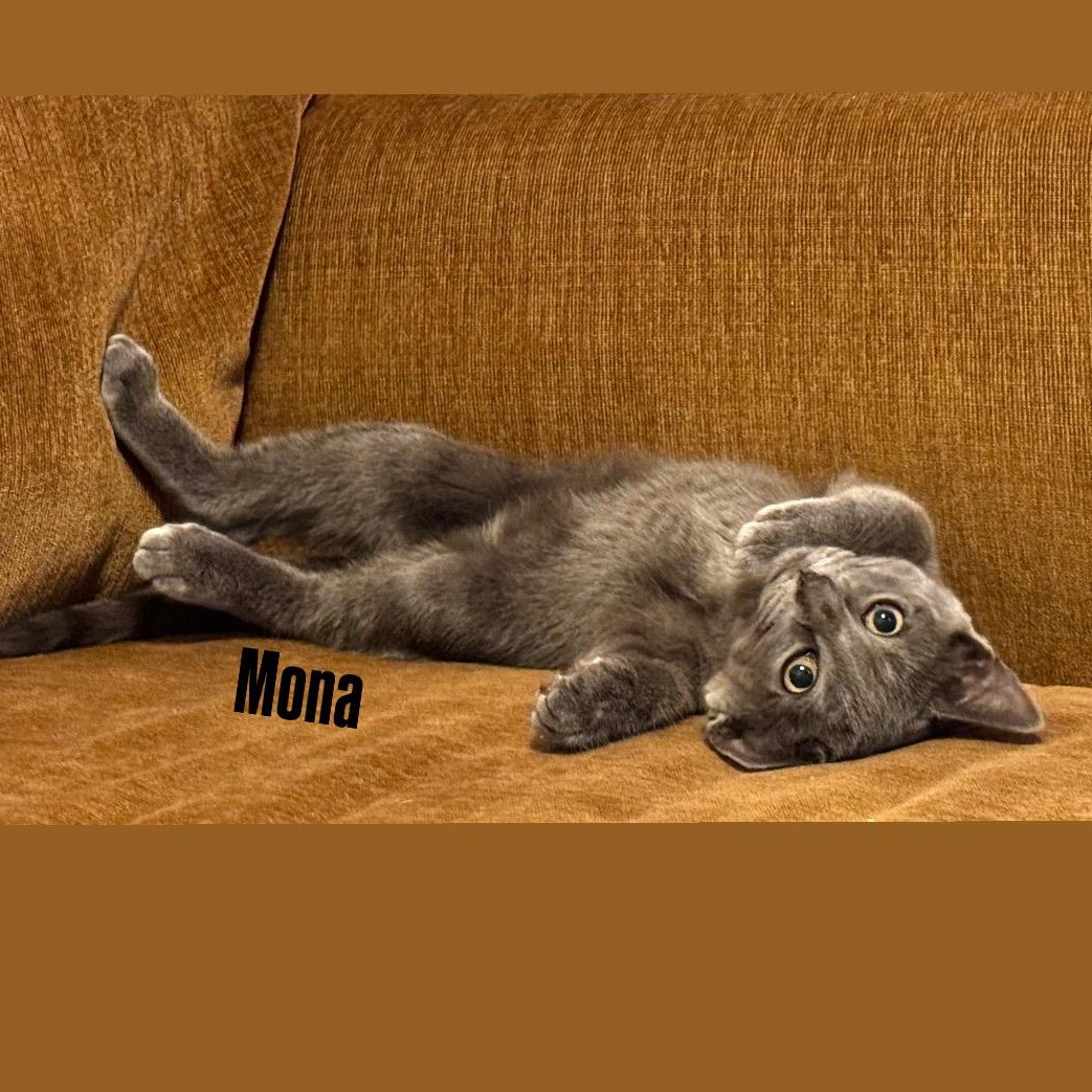 Nimona, a Adoptable mixed breed in Moriches, NY image 3/4