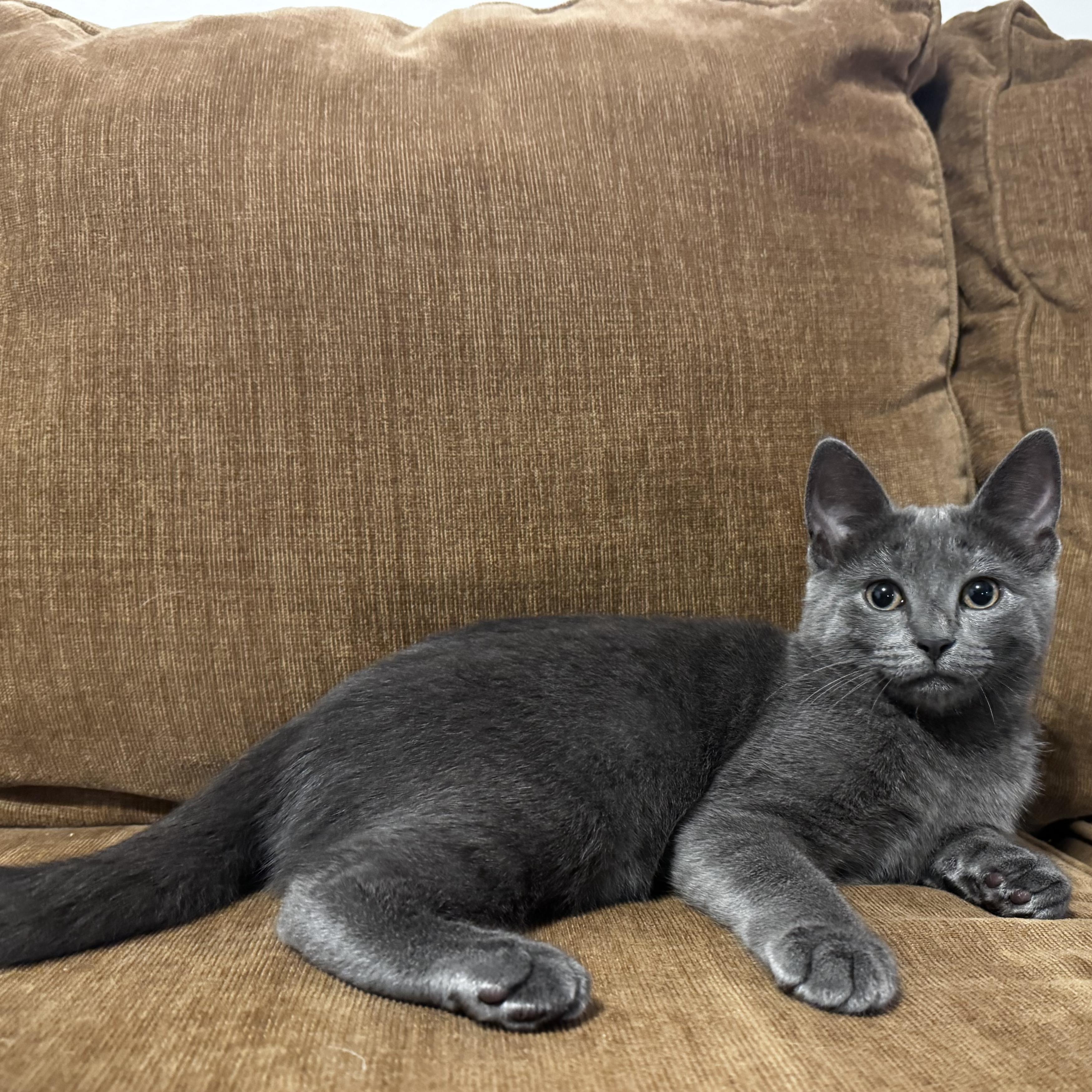 Nimona, a Adoptable mixed breed in Moriches, NY image 2/4