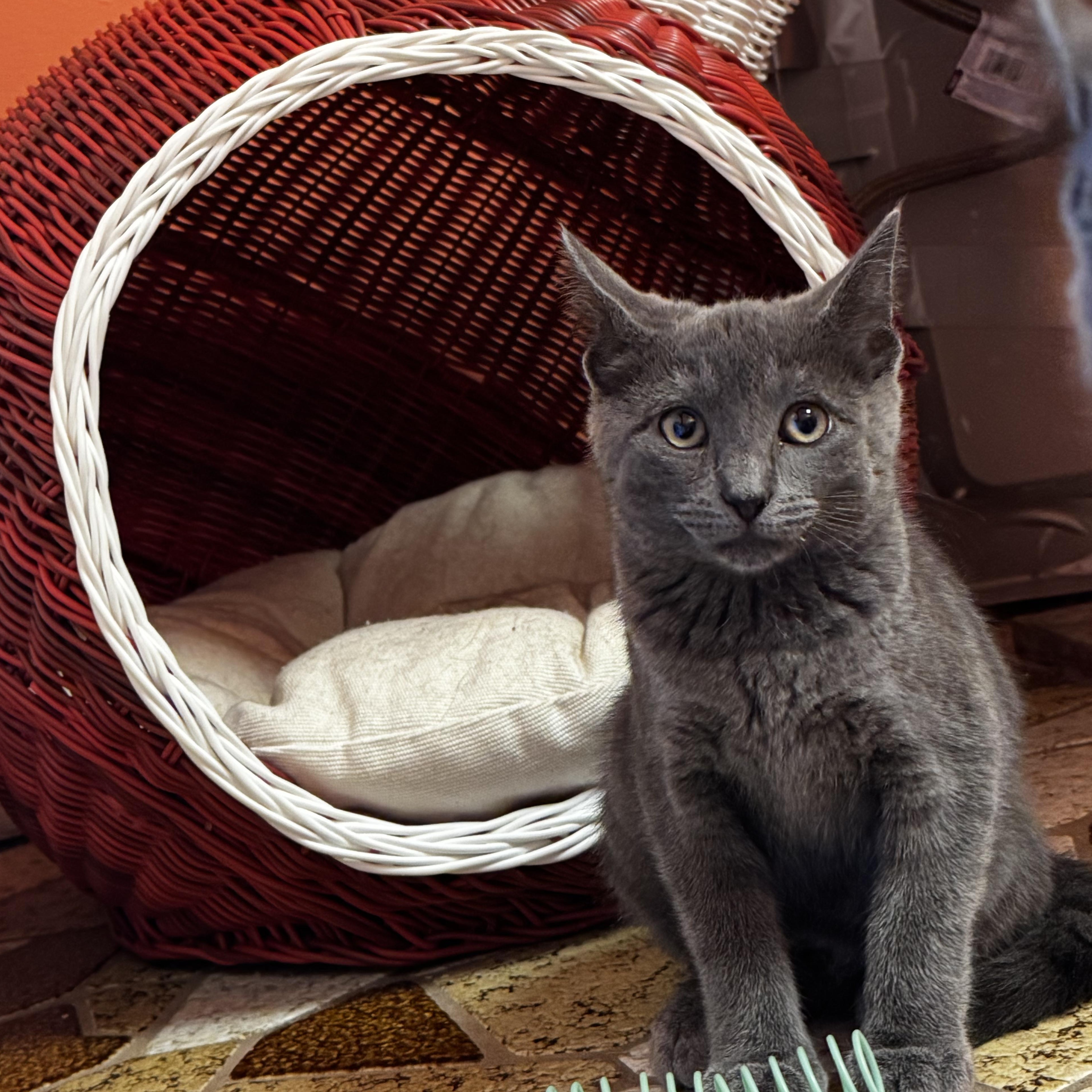 Nimona, a Adoptable mixed breed in Moriches, NY image 4/4