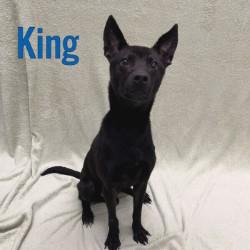King, Adoptable, Young Male Shepherd.