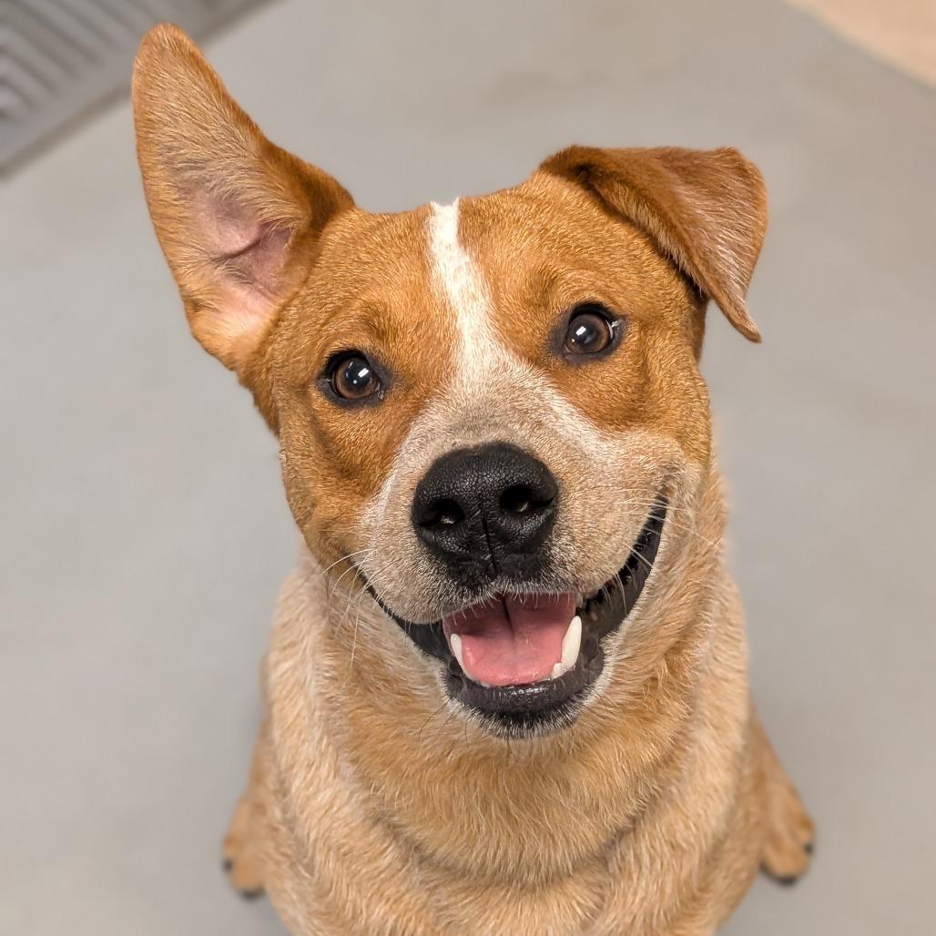 Enlarge Frank, a Adoptable mixed breed in Milan, IL image 1/5