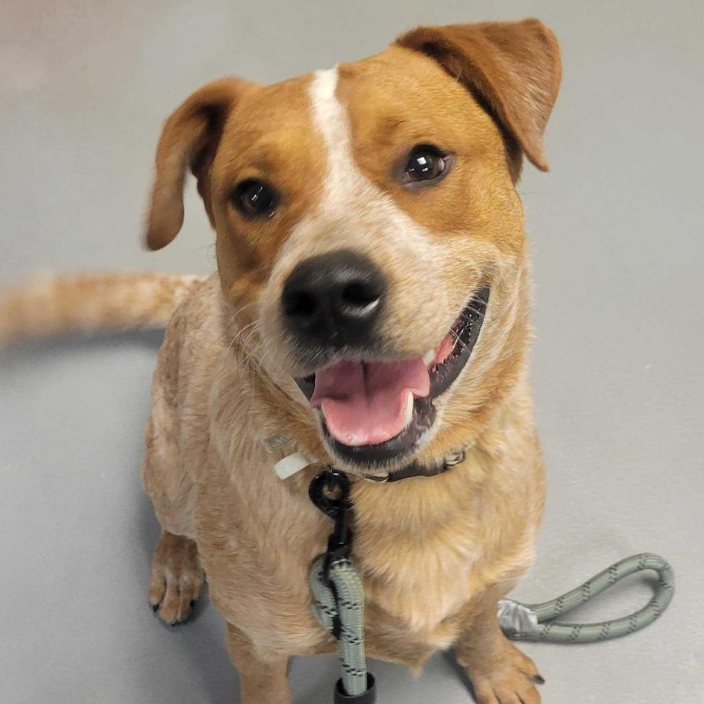 Enlarge Frank, a Adoptable mixed breed in Milan, IL image 2/5