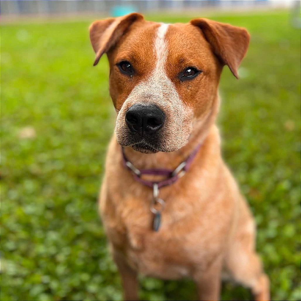 Enlarge Frank, a Adoptable mixed breed in Milan, IL image 3/5
