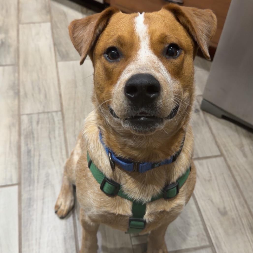 Enlarge Frank, a Adoptable mixed breed in Milan, IL image 4/5
