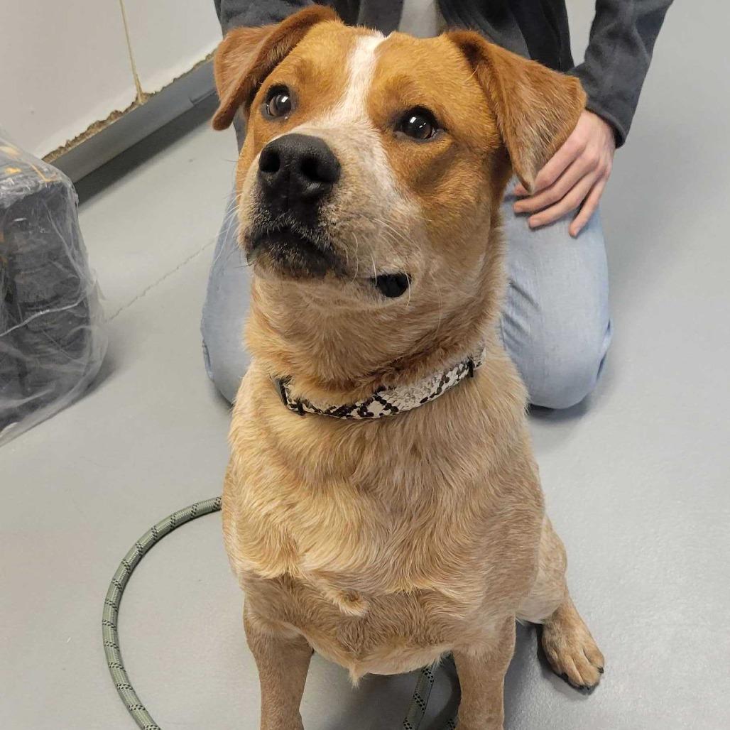 Enlarge Frank, a Adoptable mixed breed in Milan, IL image 5/5