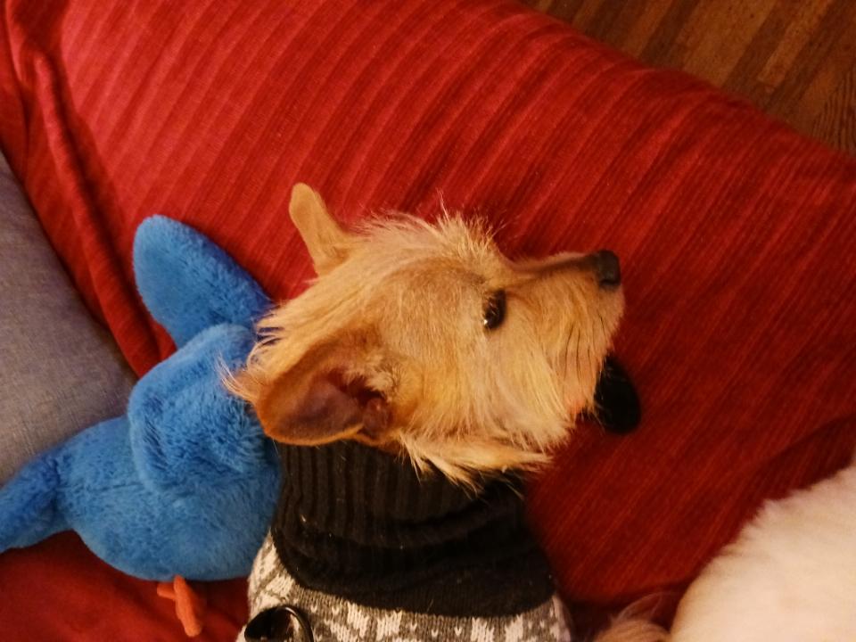 Enlarge Cocoa, a ADOPTABLE mixed breed in Brockport, NY image 4/6