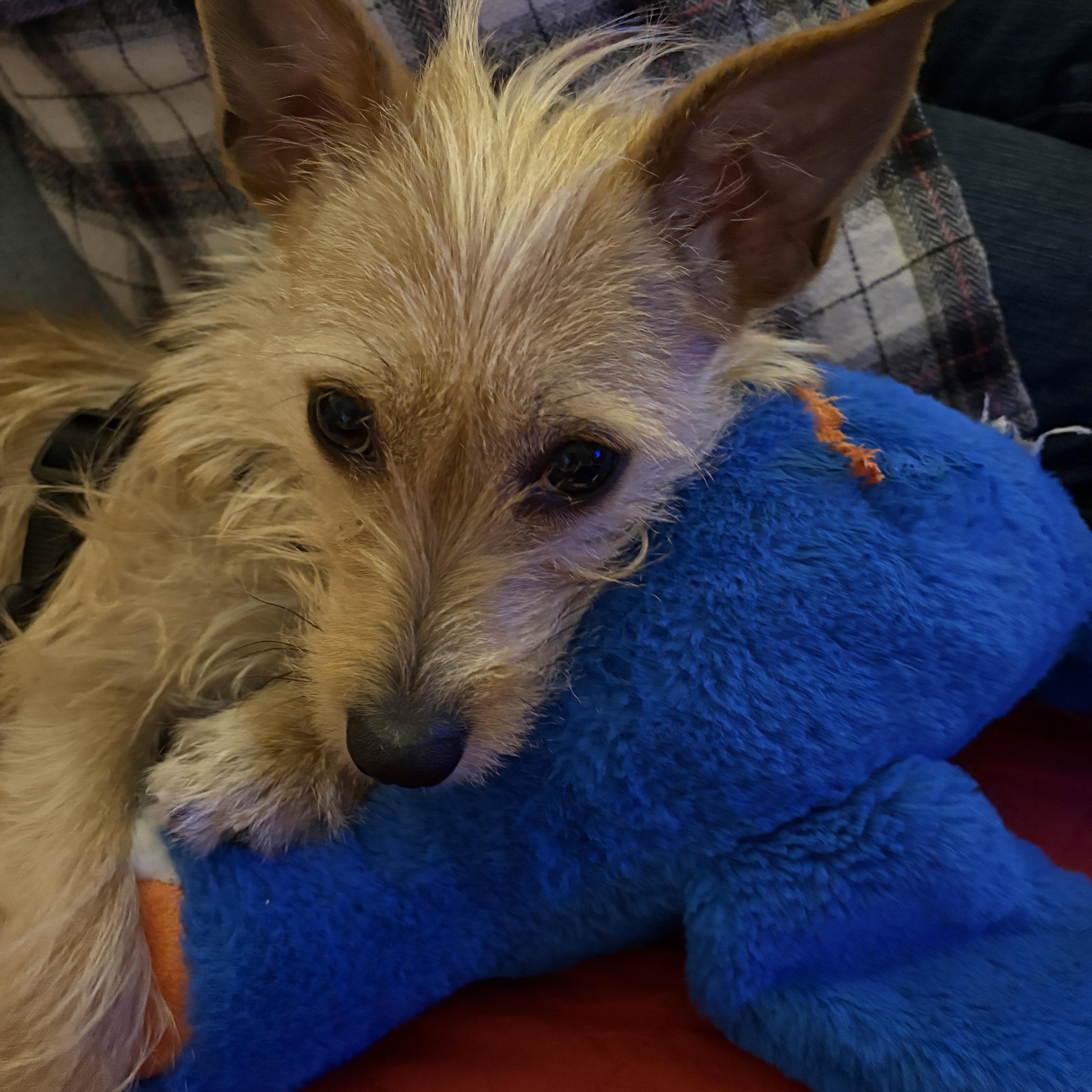 Enlarge Cocoa, a ADOPTABLE mixed breed in Brockport, NY image 6/6