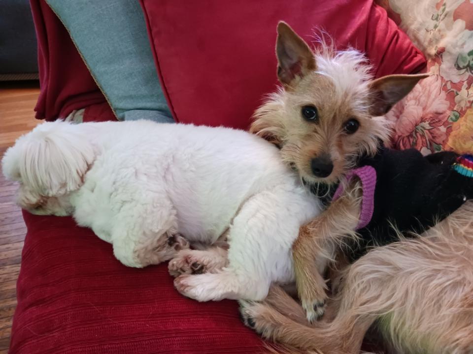 Enlarge Cocoa, a ADOPTABLE mixed breed in Brockport, NY image 5/6