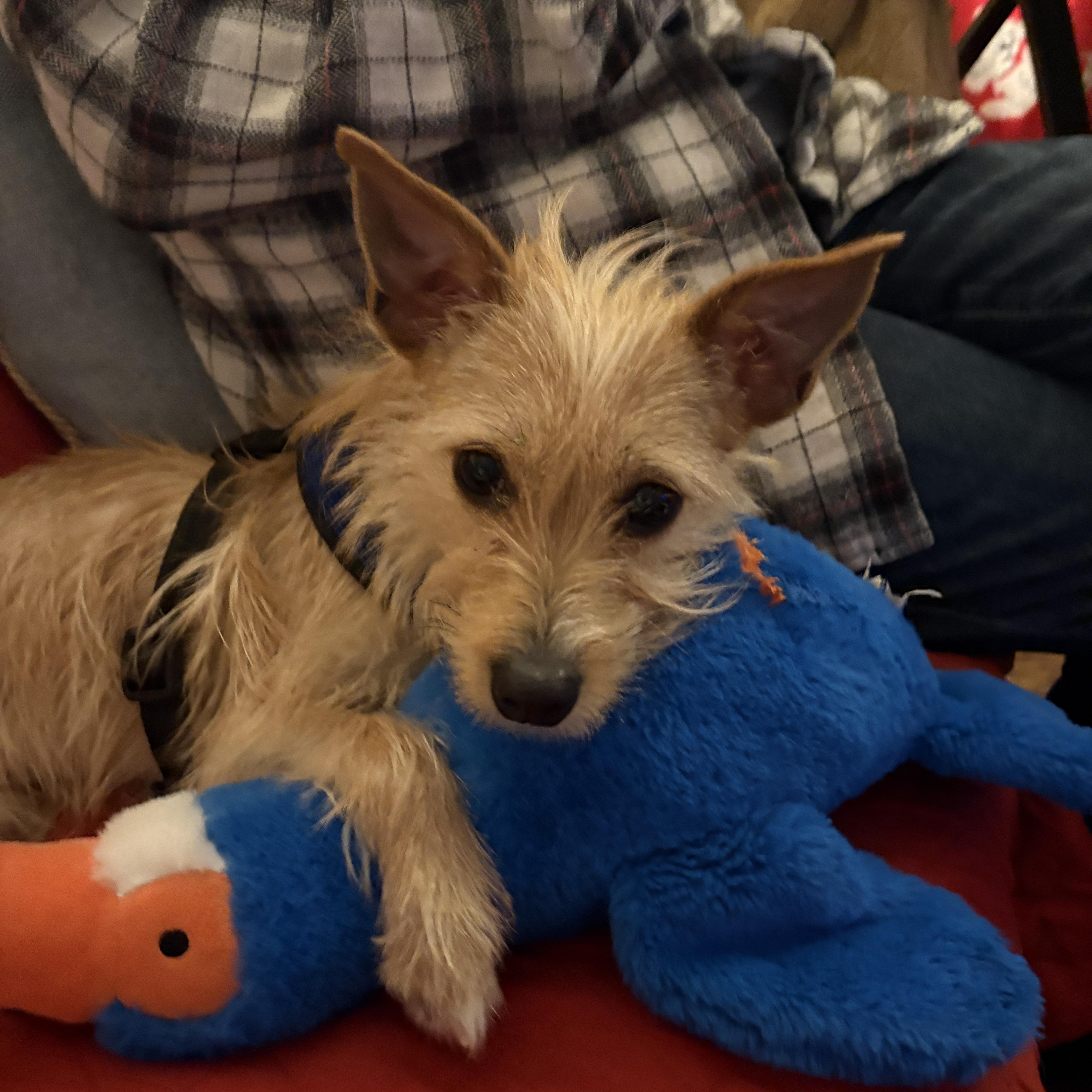 Cocoa, ADOPTABLE, Puppy Female Maltese & Australian Terrier.