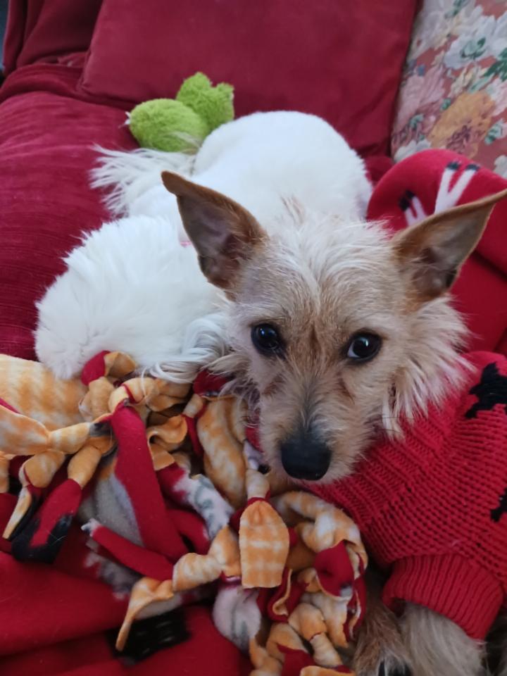 Enlarge Cocoa, a ADOPTABLE mixed breed in Brockport, NY image 4/6