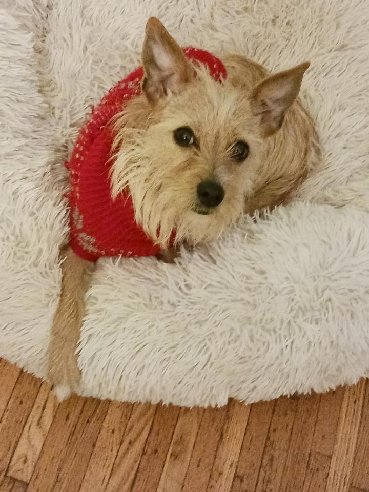 Enlarge Cocoa, a ADOPTABLE mixed breed in Brockport, NY image 6/6