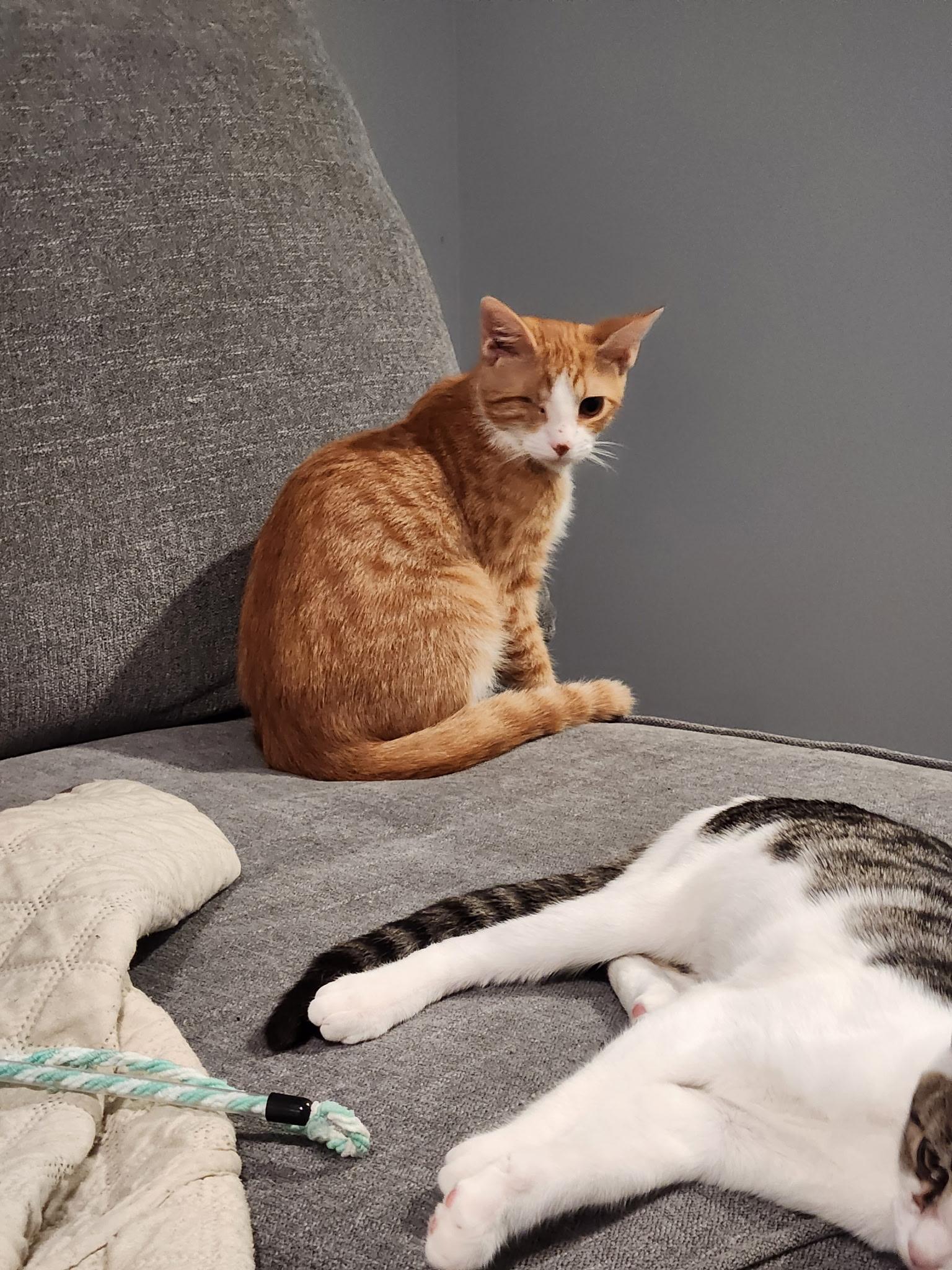 Apricot, Adoptable, Young Male Domestic Short Hair.