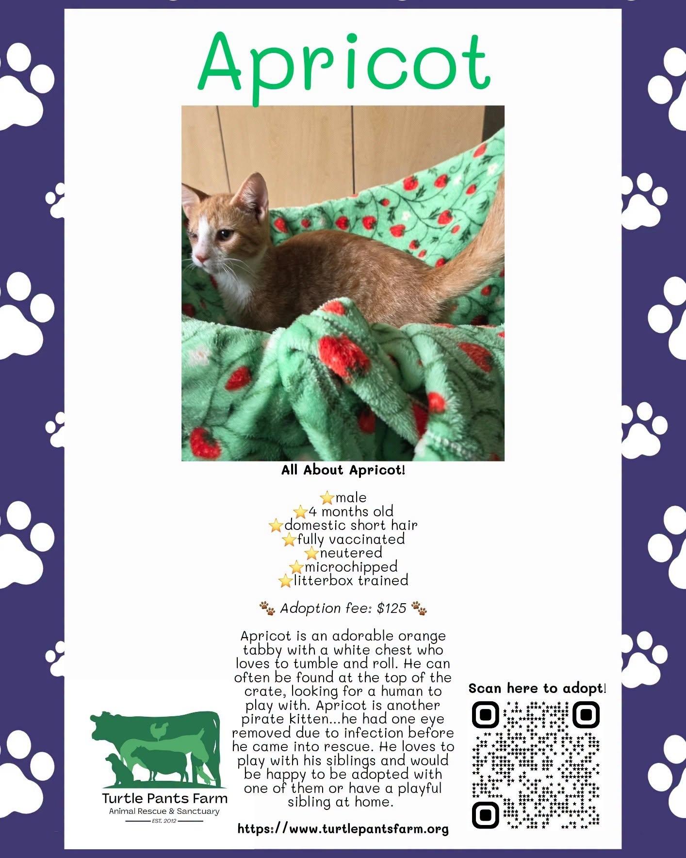 Enlarge Apricot, a Adoptable Domestic Short Hair in Pittsboro, NC image 2/2